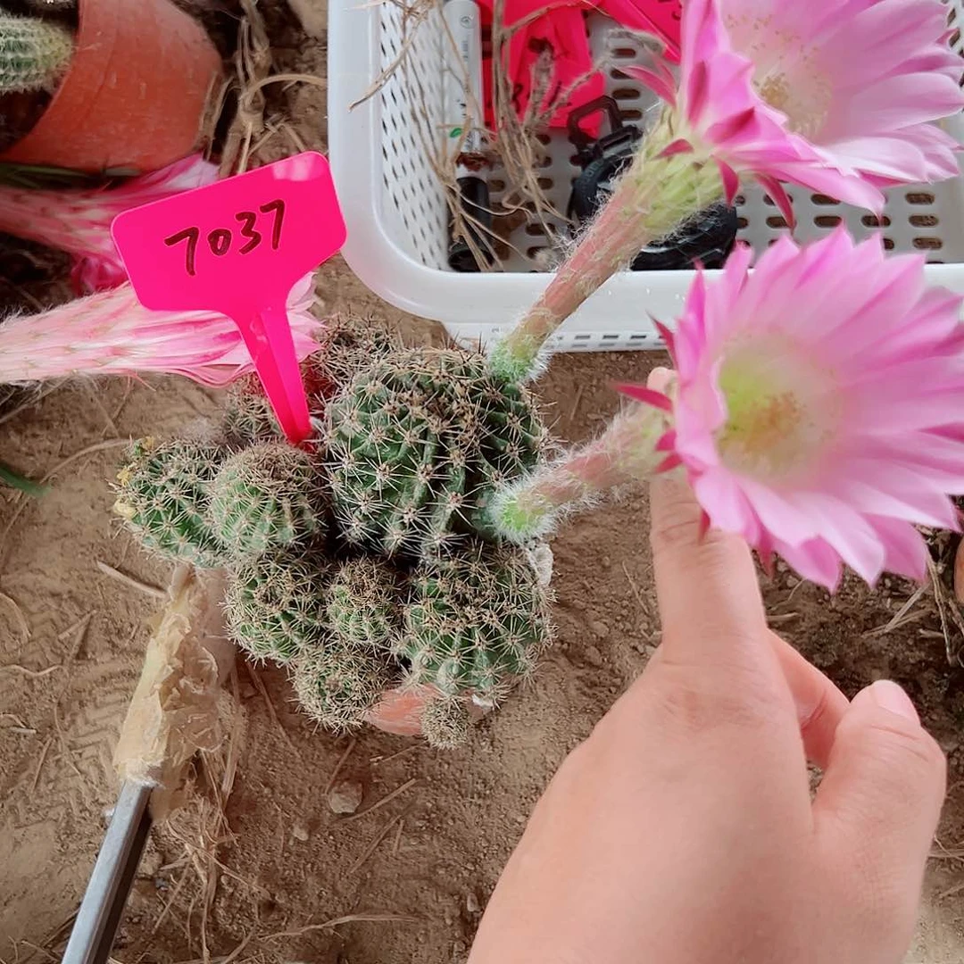 平****)彩草彩草00000 7037