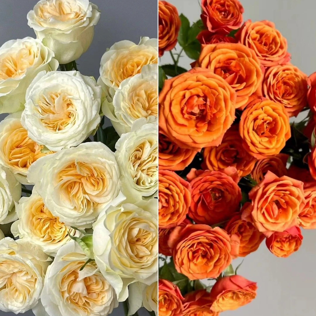 【浮力组合】 奶油杯+橙芭比  店铺现货包邮  鲜花鲜切花