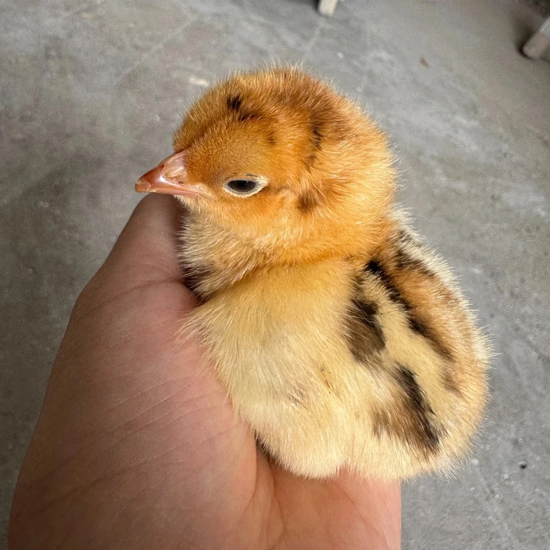 巨型大种九斤红  宠物鸡  到手45只，含5只路损  顺丰包邮