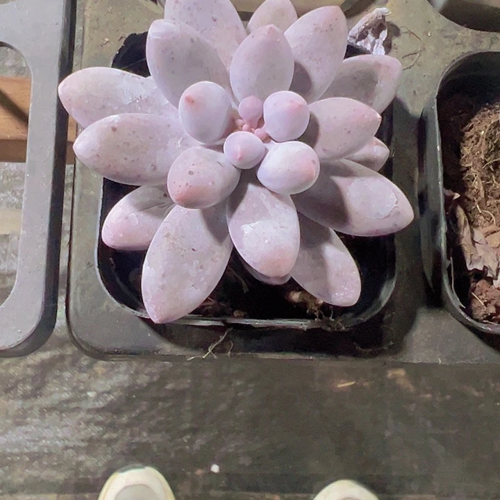 大叶奶精品多肉植物