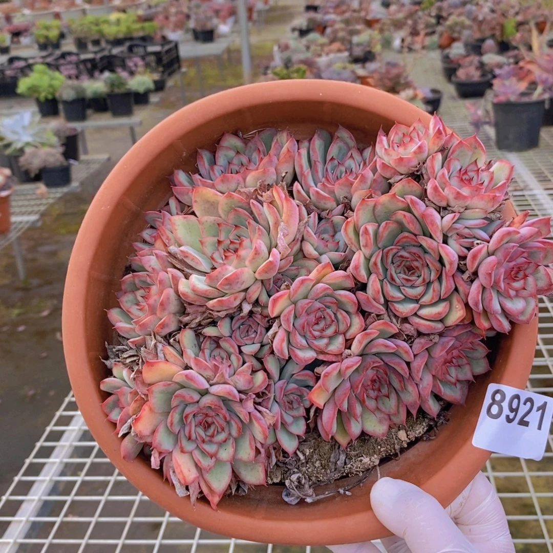 8921荷花群一物一拍