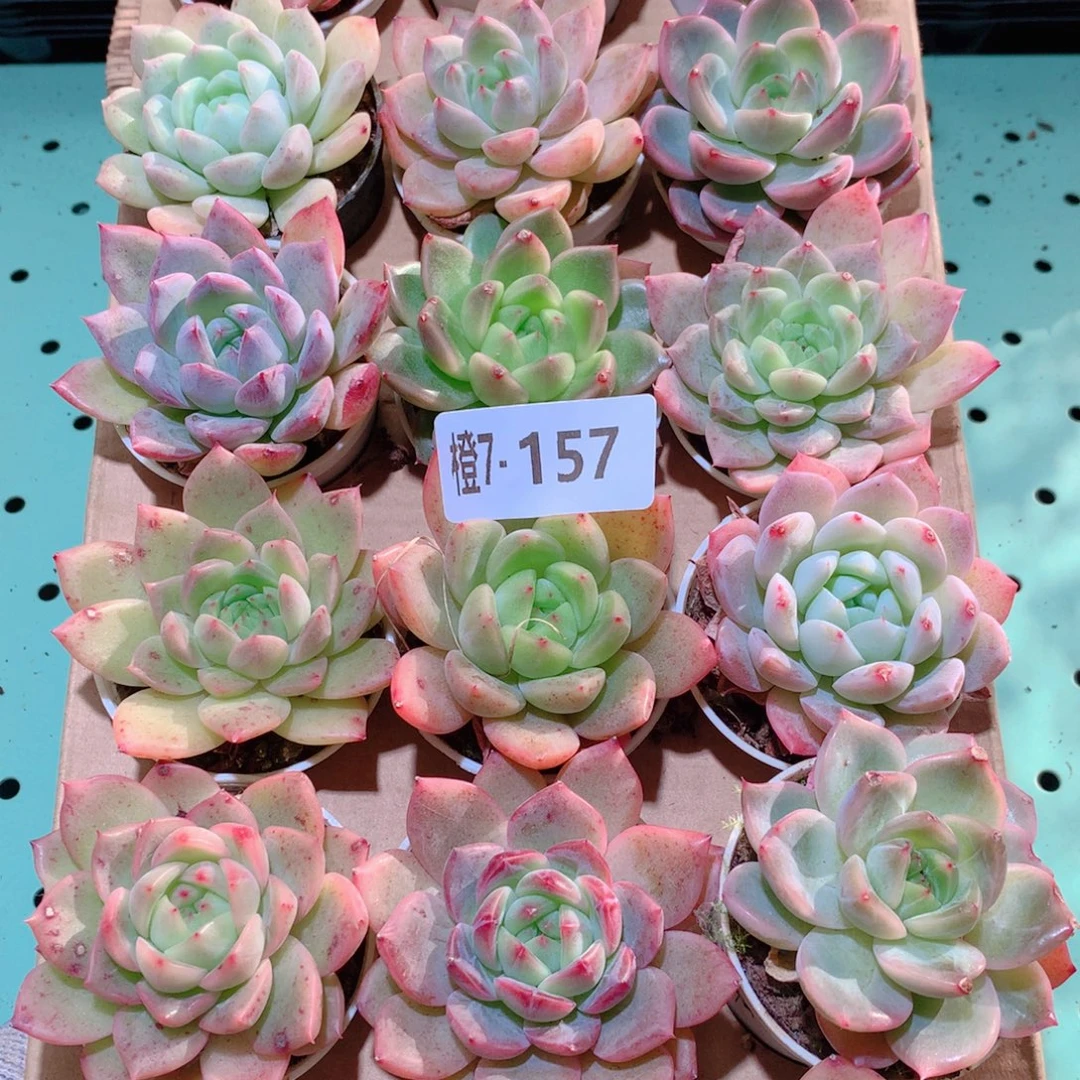 7-157一物一拍多肉带盆18颗