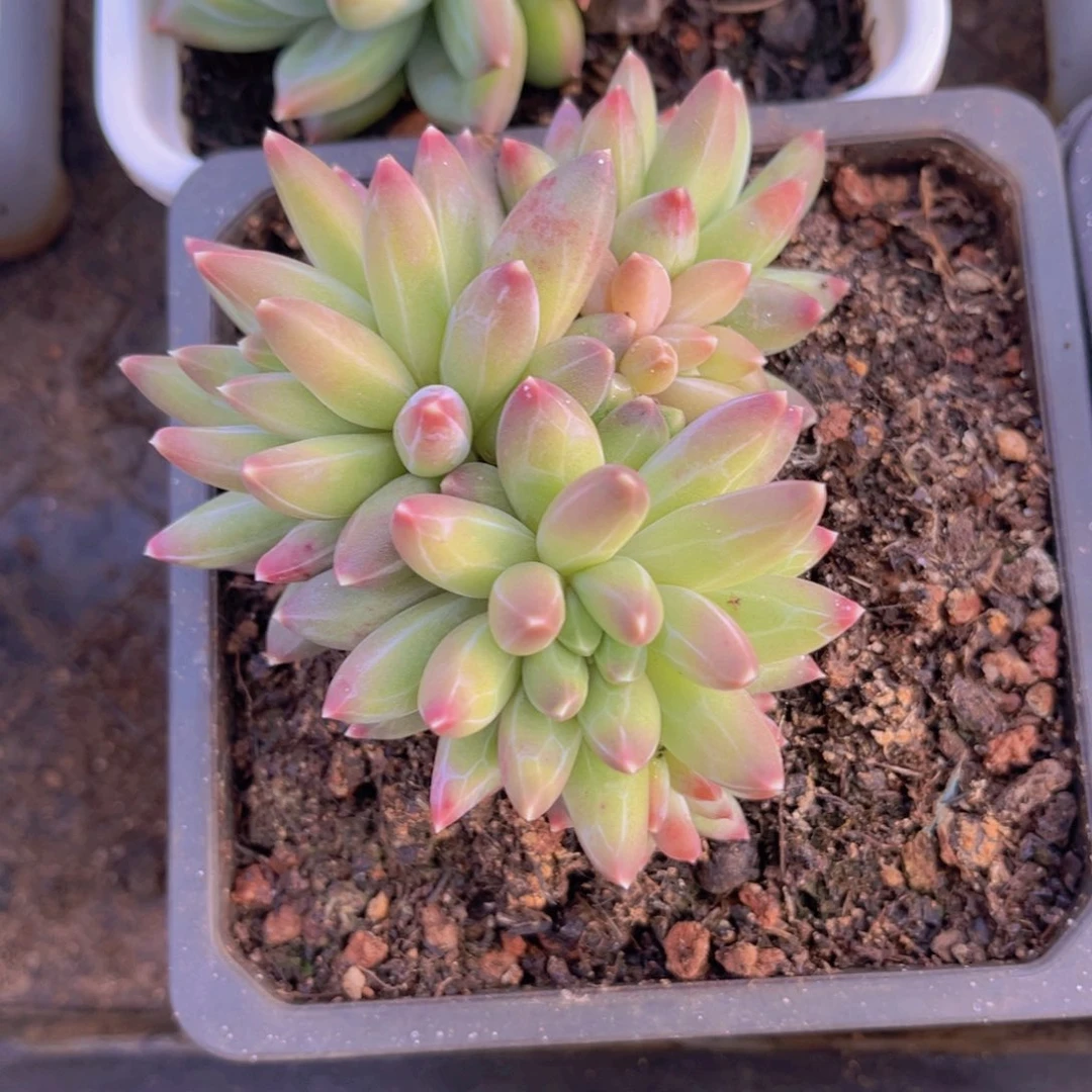 云**淡多肉植物的繁殖方式