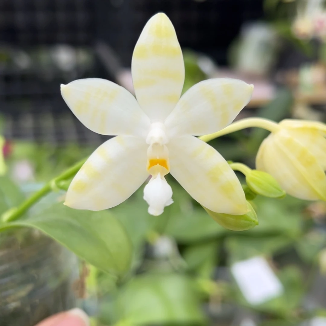 完全开放35号，128米