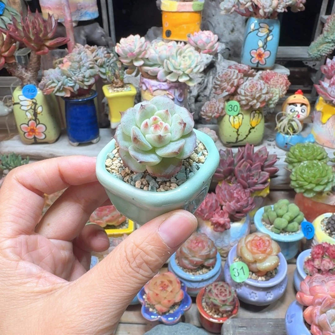 天鹅绒 多肉含盆土 一物一拍