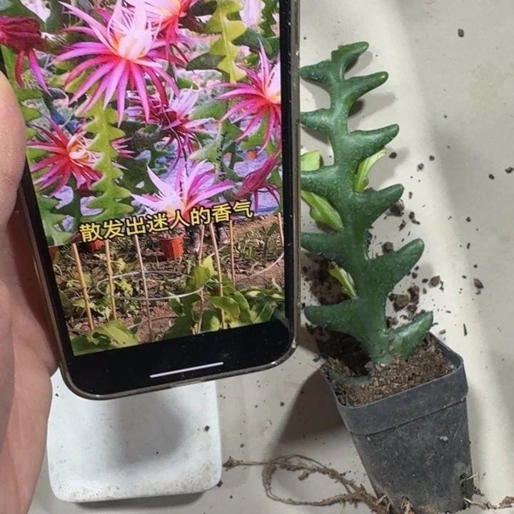 280鱼骨令箭脱土发货10公分左右掉嫩芽无售后