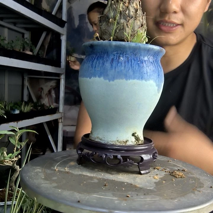 堡****e中青园艺一物一拍178