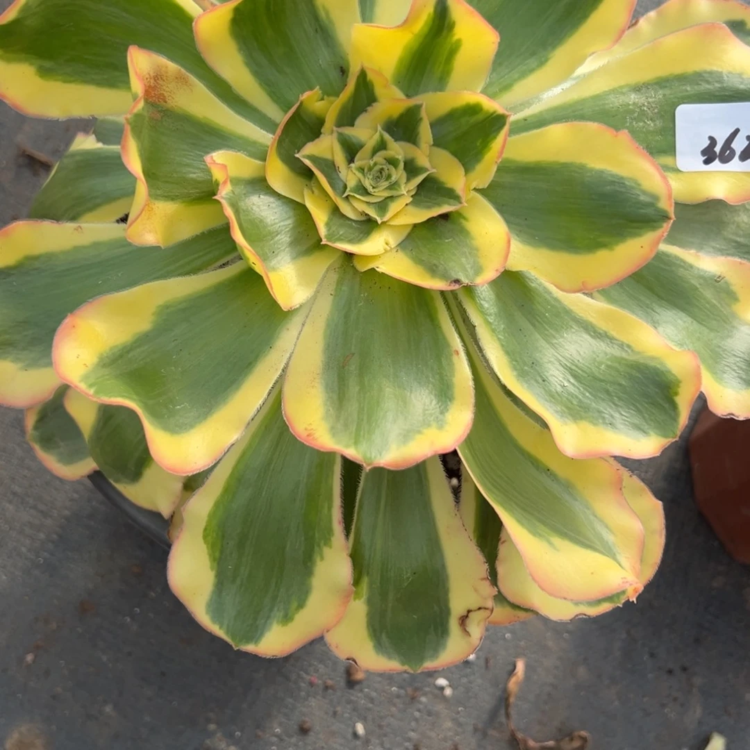 肉***肉362王妃多肉多肉多肉多肉