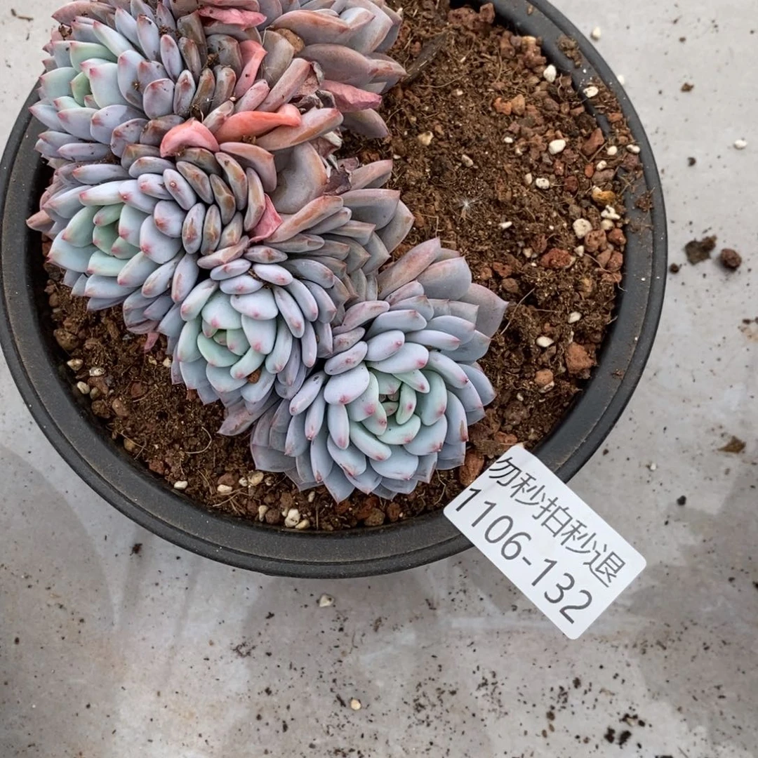 末*两单包邮1106-132星星橙