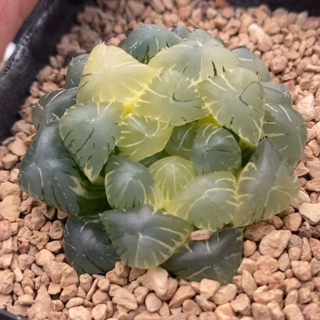 59湖水玉露锦一物一拍