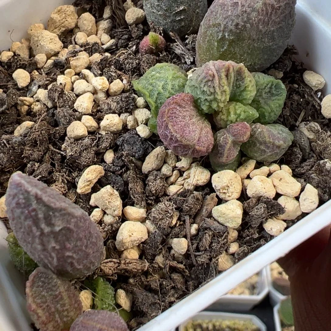 苍龙加巨猪宝水泡一盆水泡