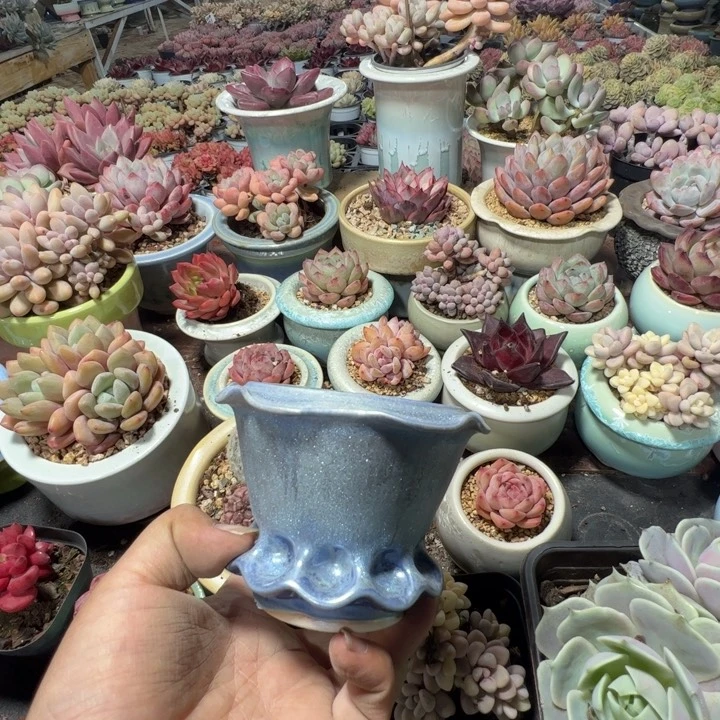 特价花盆 满50发货 内口7