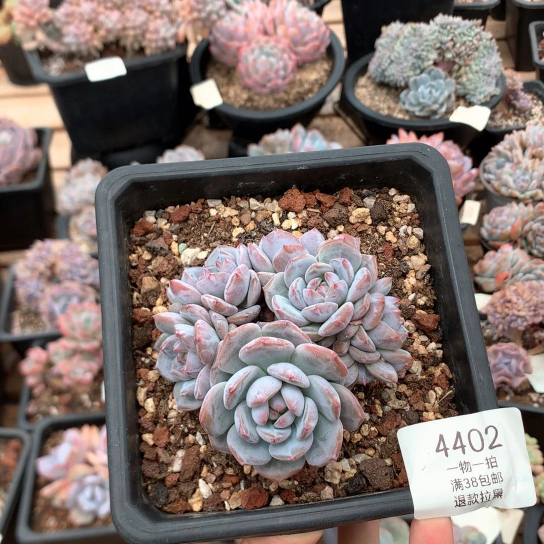 8厘米有砍七头星星橙4402
