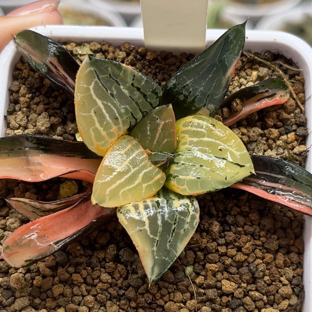 690冰河寿锦福利专场