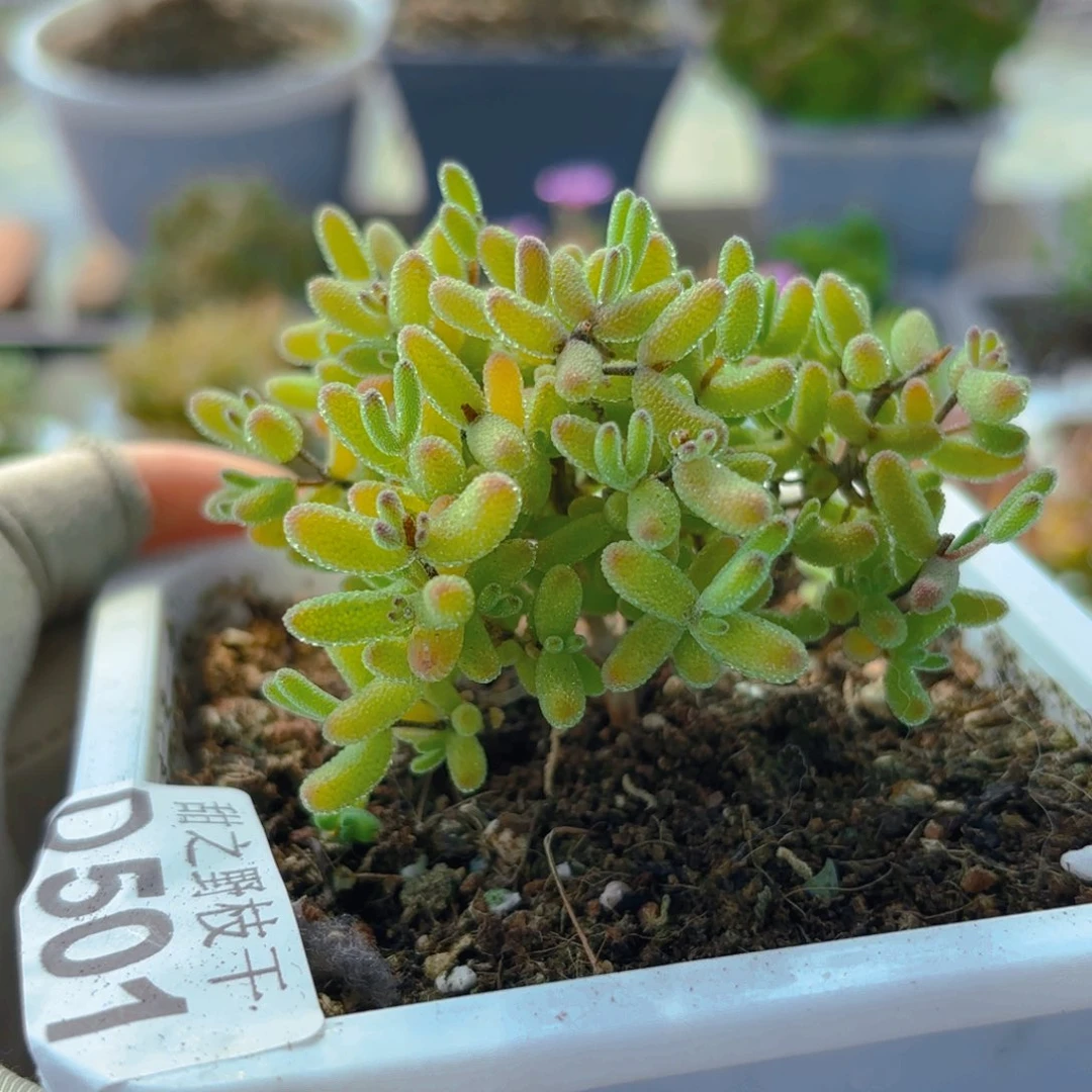 冰晶糖球杂501。   