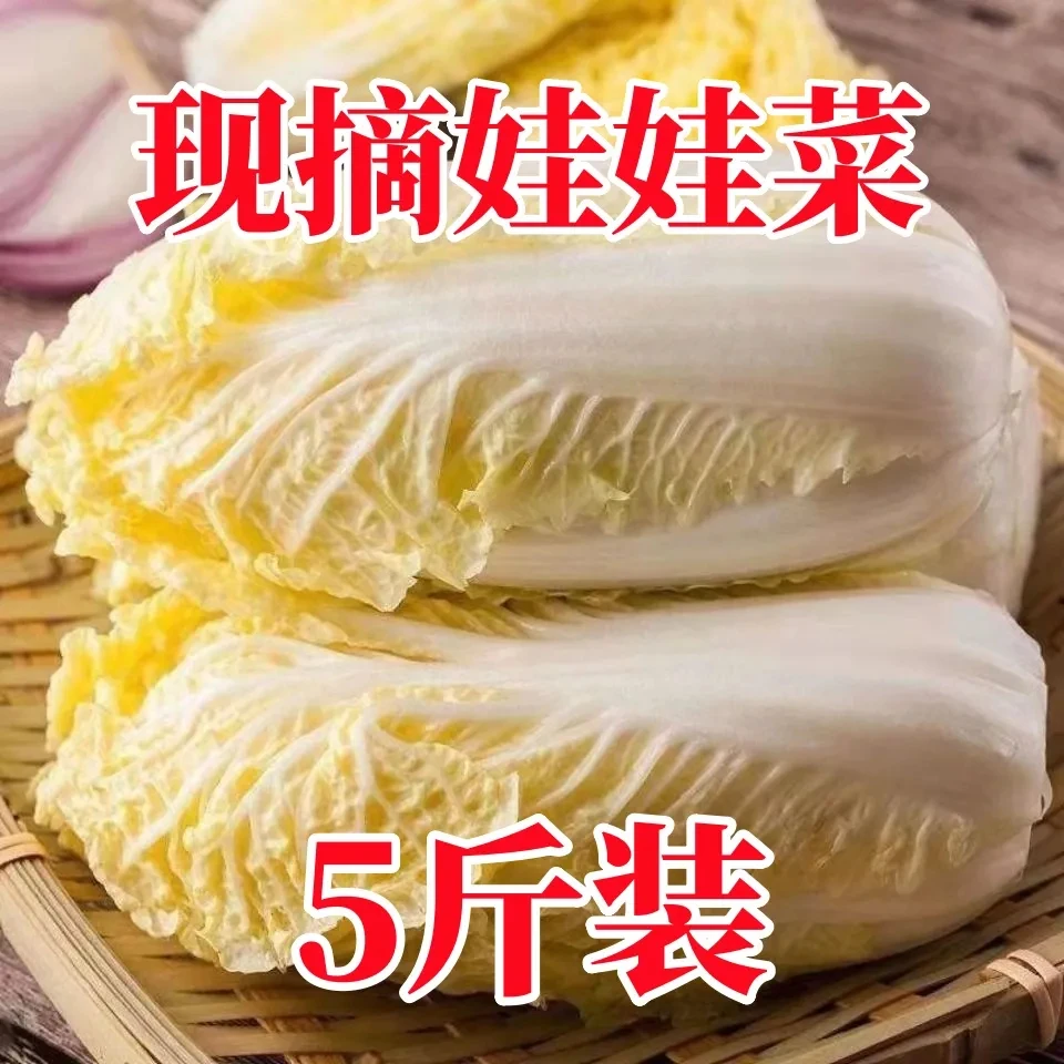 新鲜娃娃菜高山黄心蔬菜白菜小白菜新鲜蔬菜现砍现发嫩脆甘甜批发