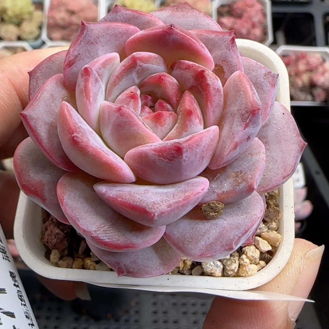 花语逸境0124-469冰魄