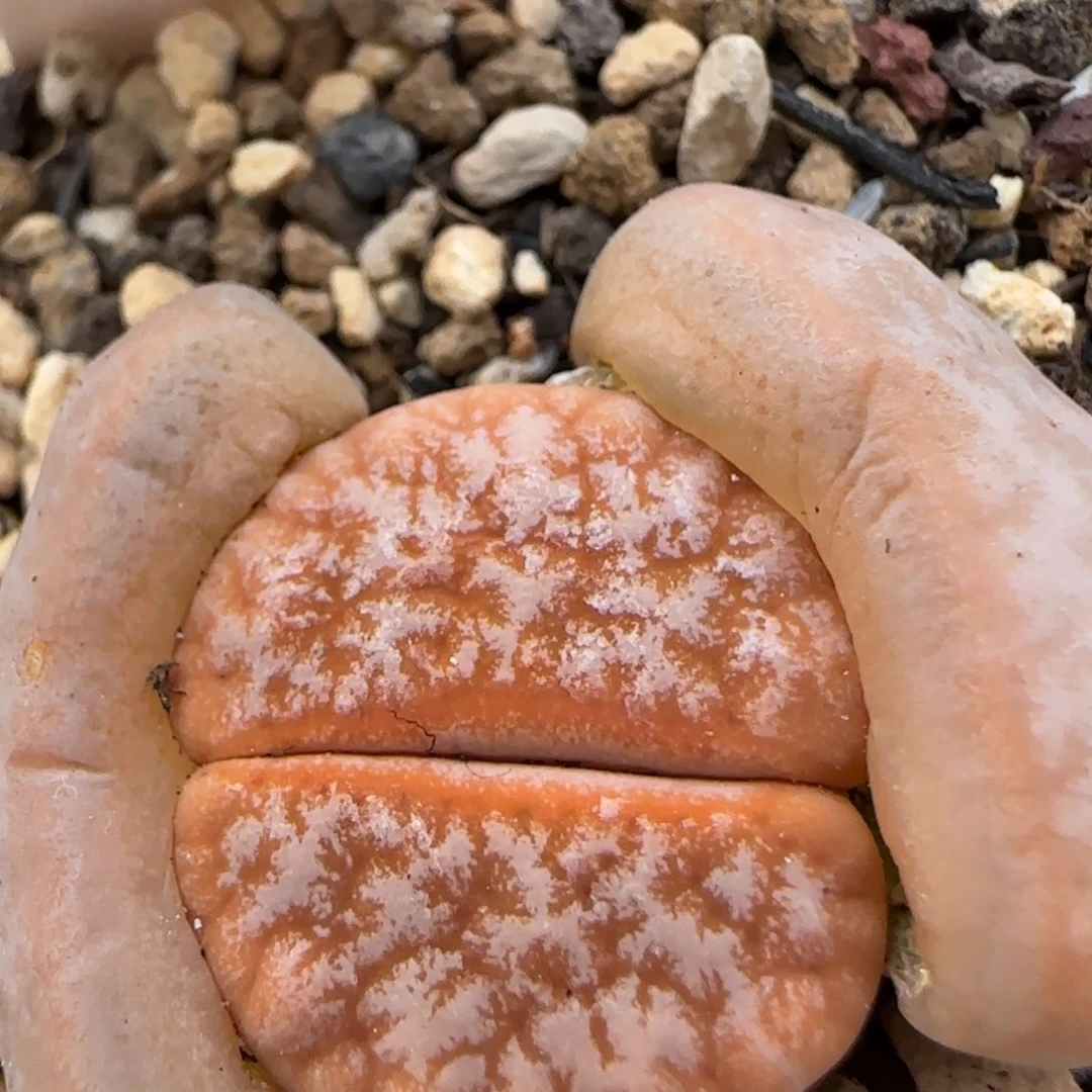 1。18。7027。拿铁。