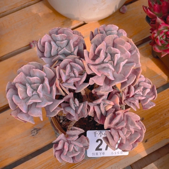 、***草谢谢你的支持000000275