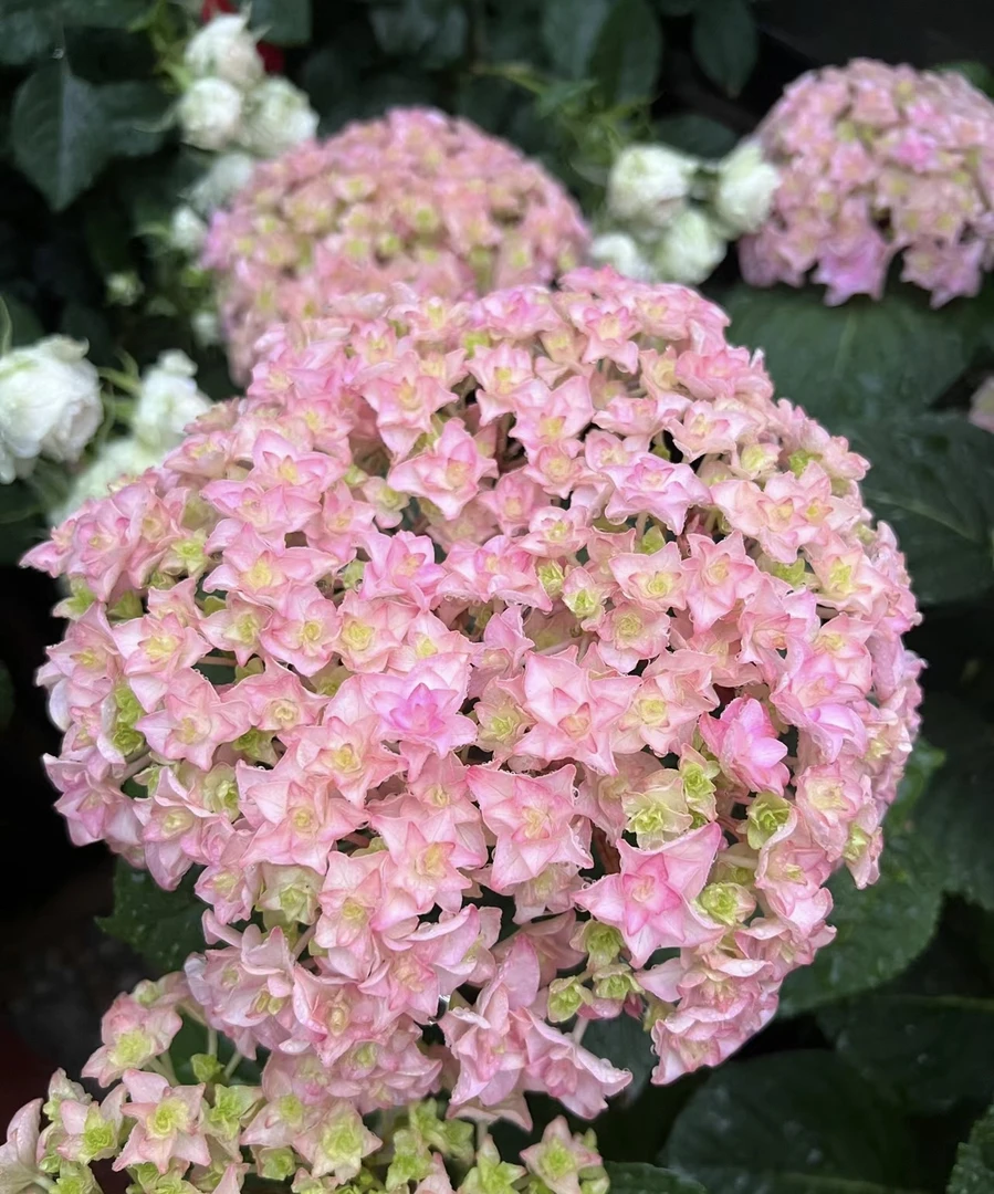 大花绣球调色太阳神殿（已发货不支持仅退款或拒签）