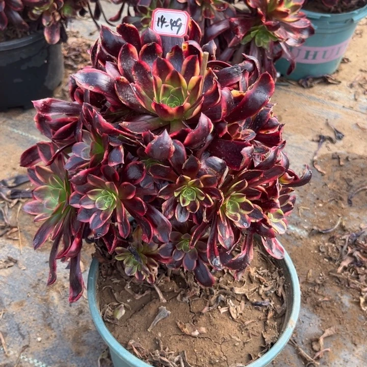 14-49欧嘉莉处理不售后多肉