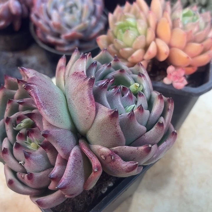 蓝龙多肉植物盆栽