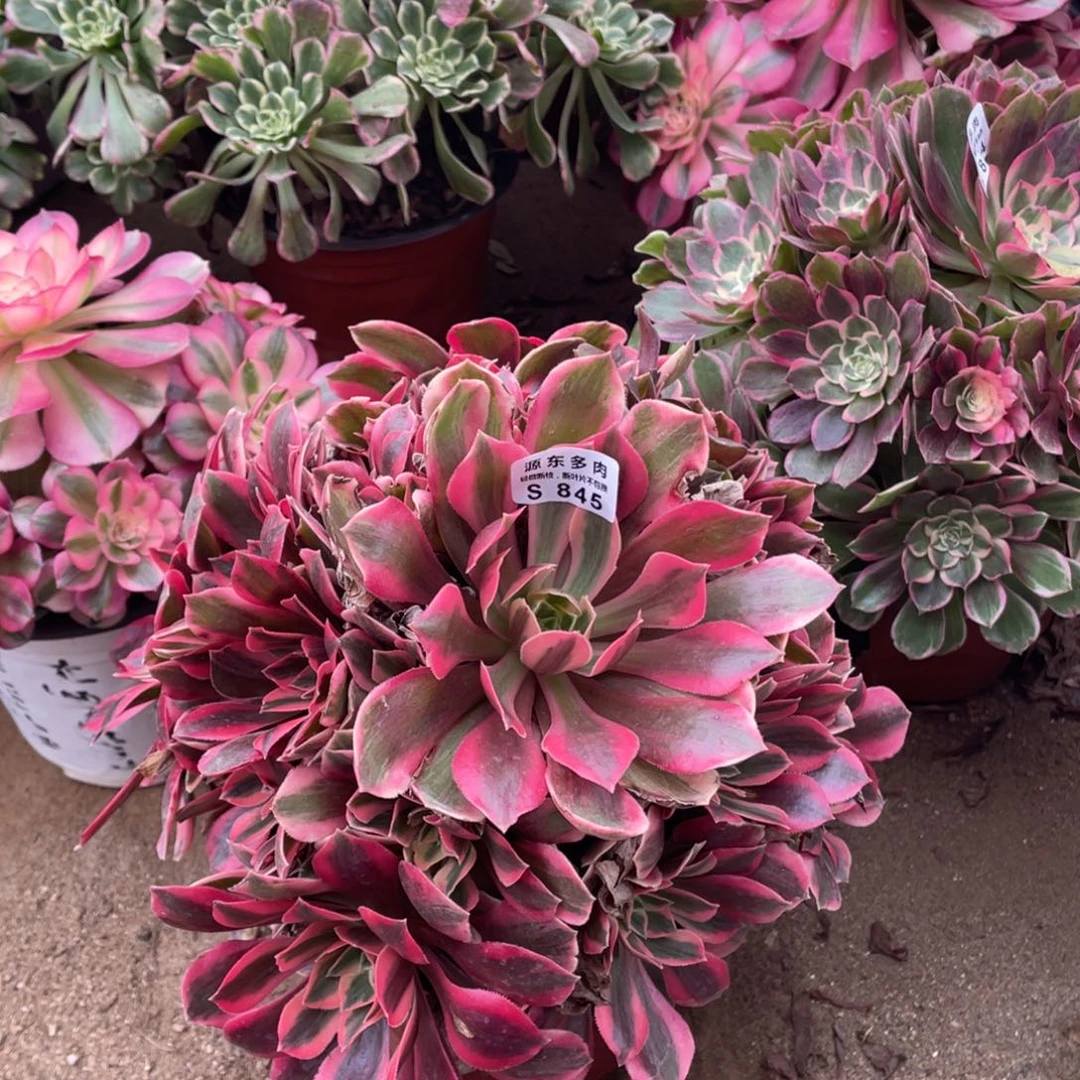 845女妖多肉法师断枝不包