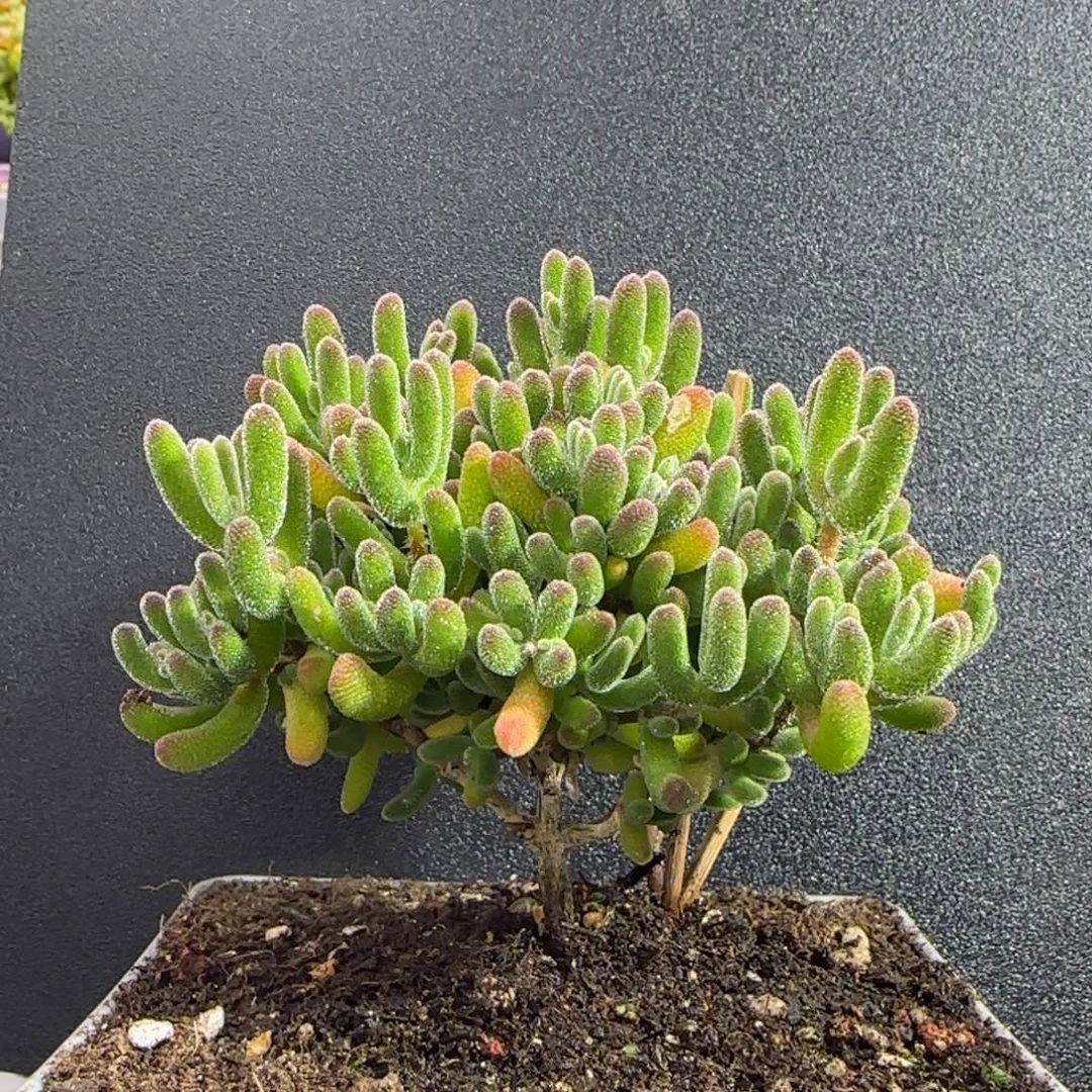 dy0826冰荔直杆三岔冠服8cm