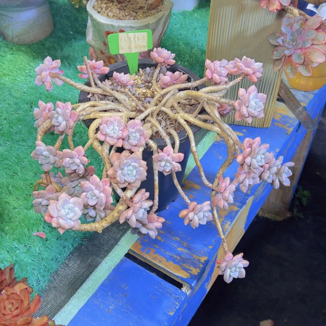 克洛伊6104多肉植物