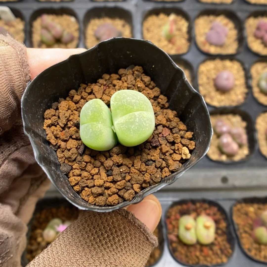 多肉植物肉锥杂交K-3525 翠光杂