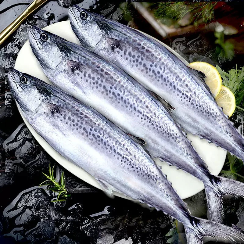 燕鲅鱼（5斤2-3条）马鲛鱼  青岛码头直发