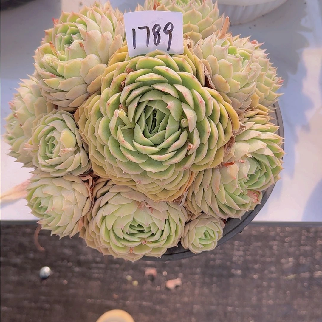 L**y1789昂斯诺多肉
