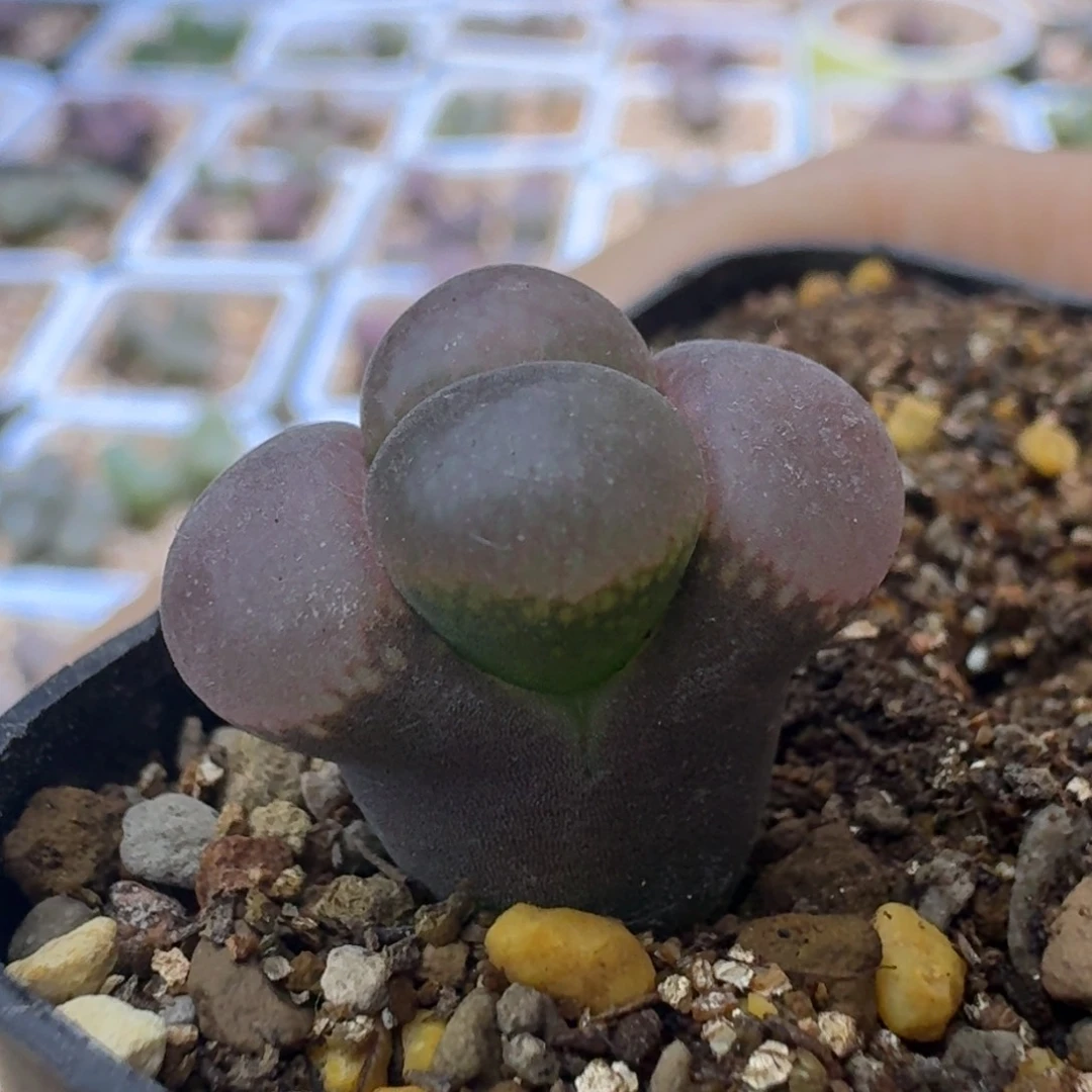 43号原始c10苗子一物一拍