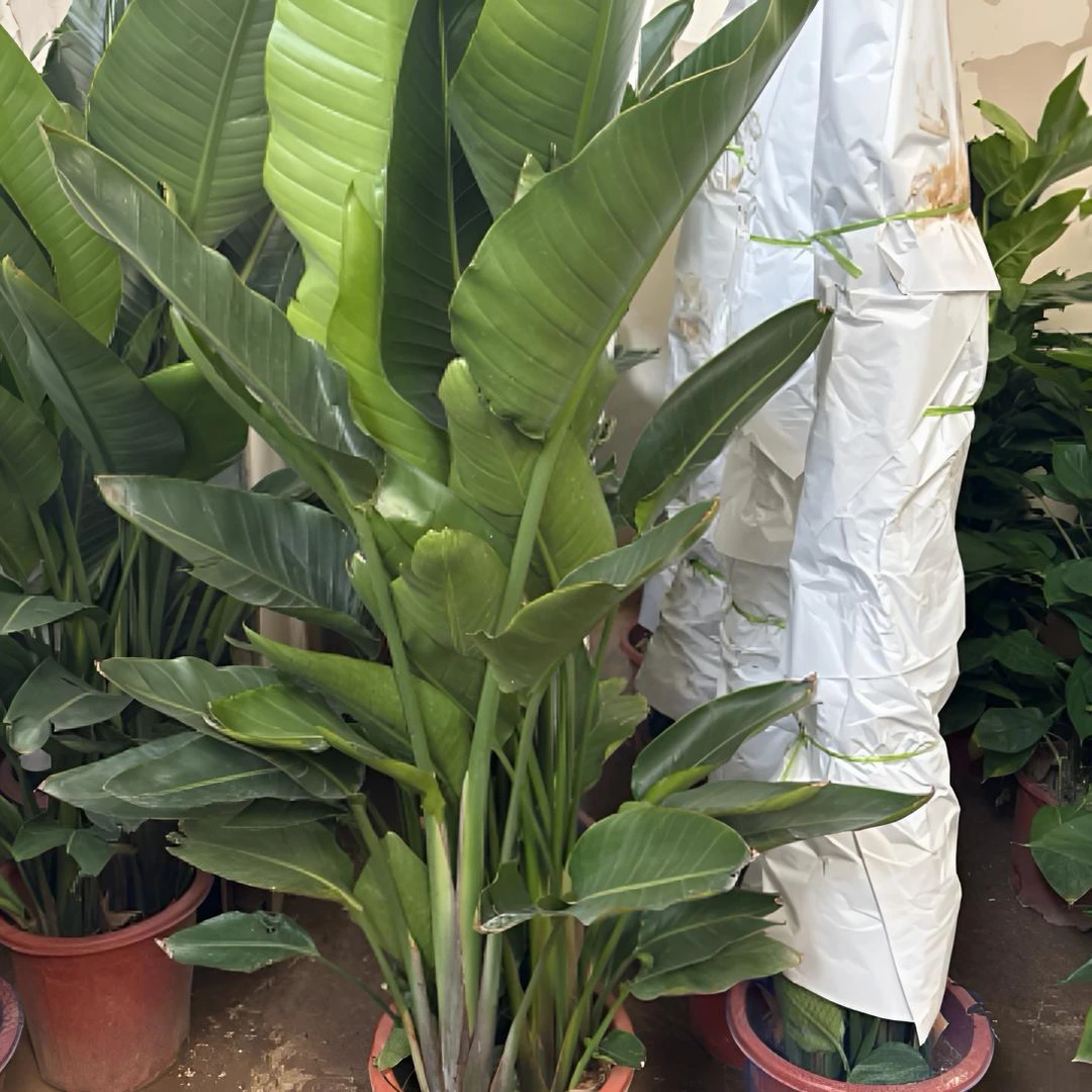 室内天堂鸟1.7米