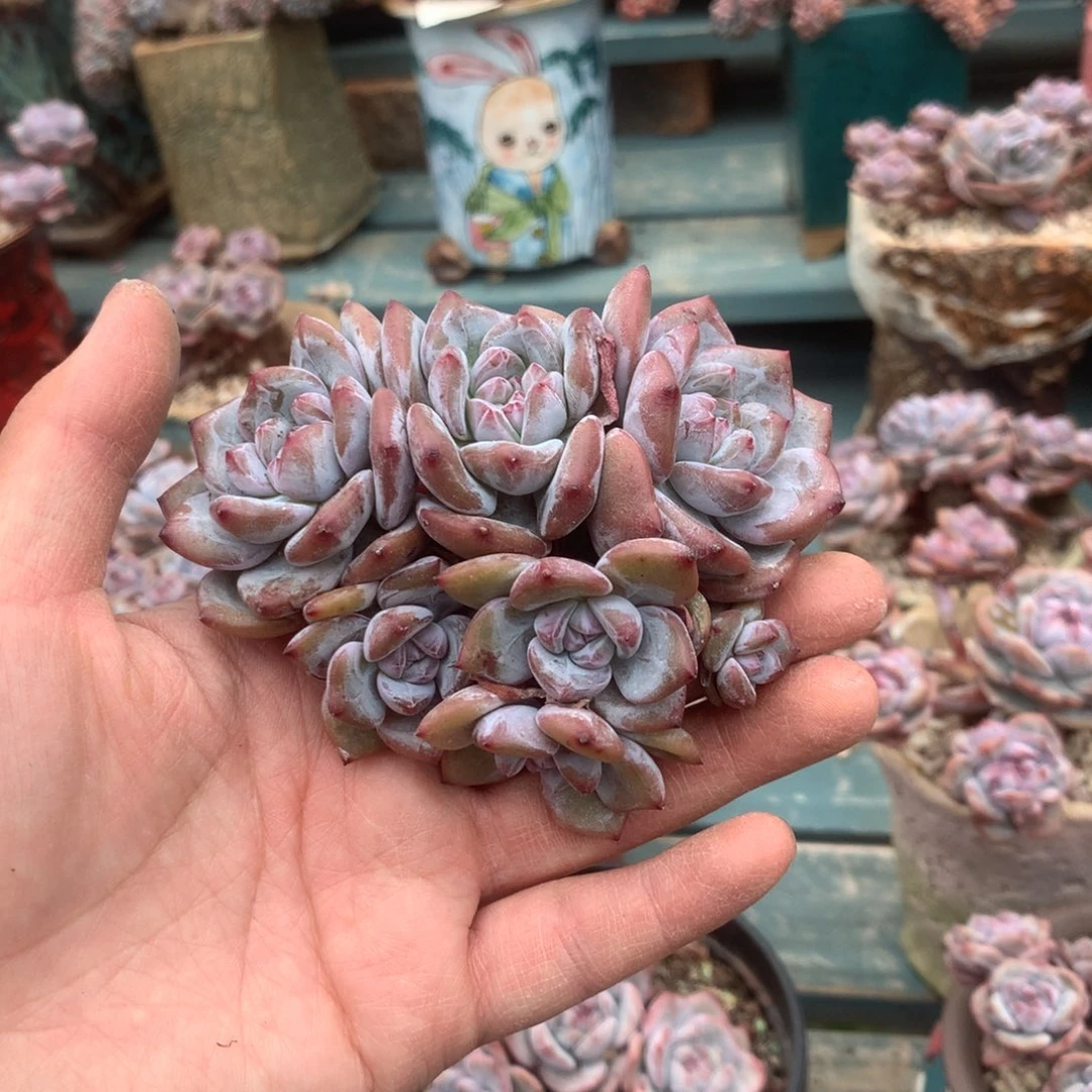 无花朵无砍花花花花花花花花16