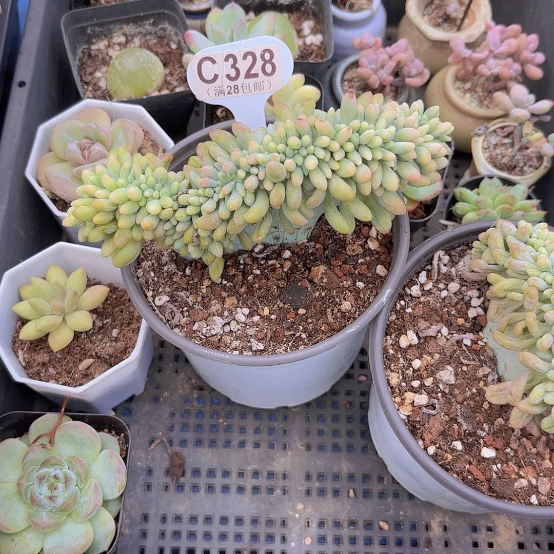 C328汤圆缀一物一拍
