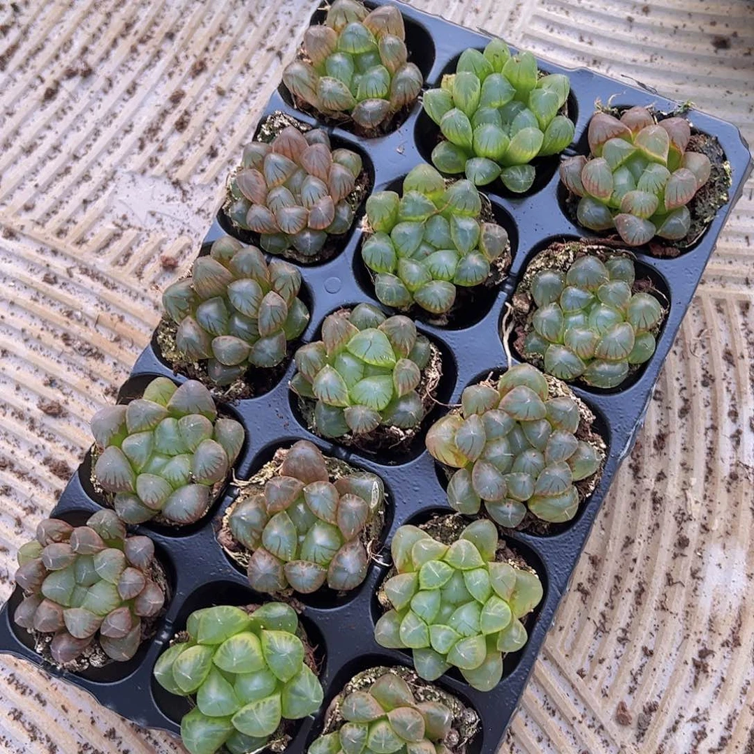 105孔玉露15颗带穴盘量拍