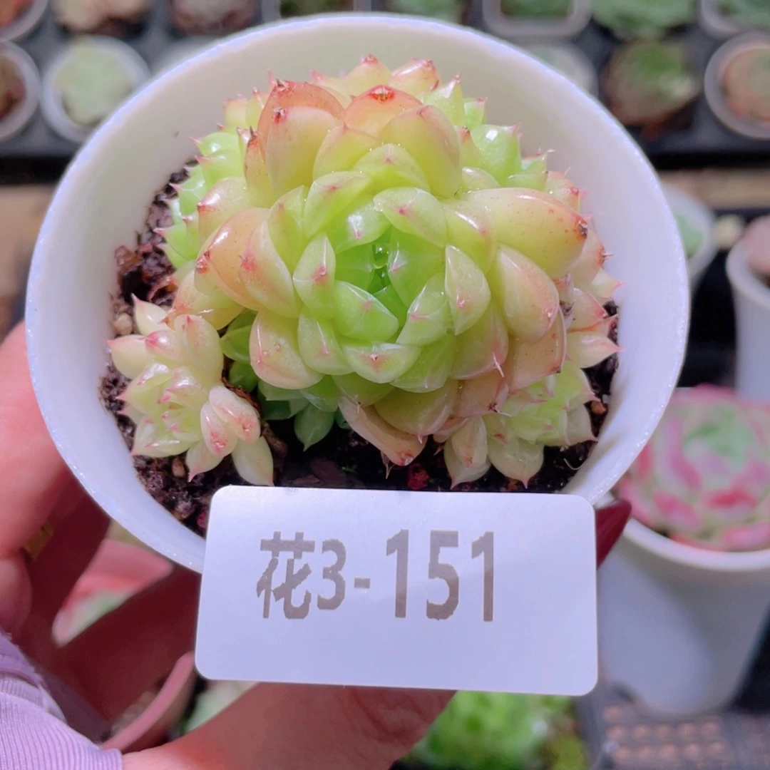 花利美3-151麦秆群