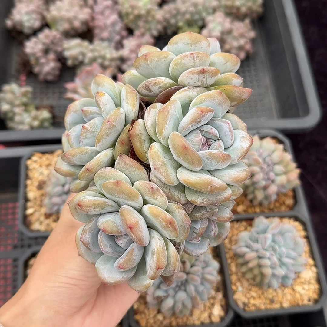 星影6头有砍一物一拍