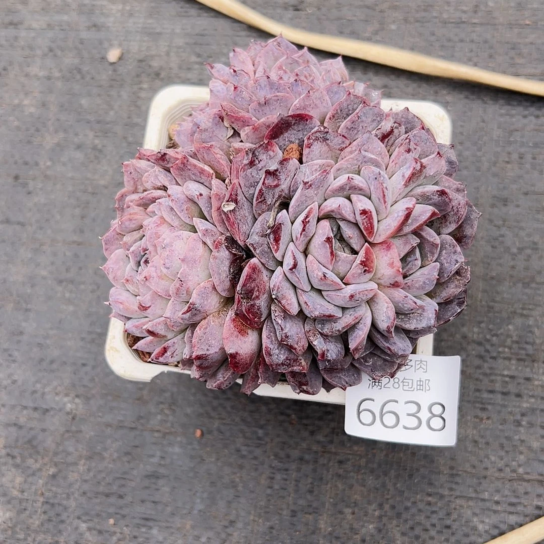 9号英*我们的确是一6638