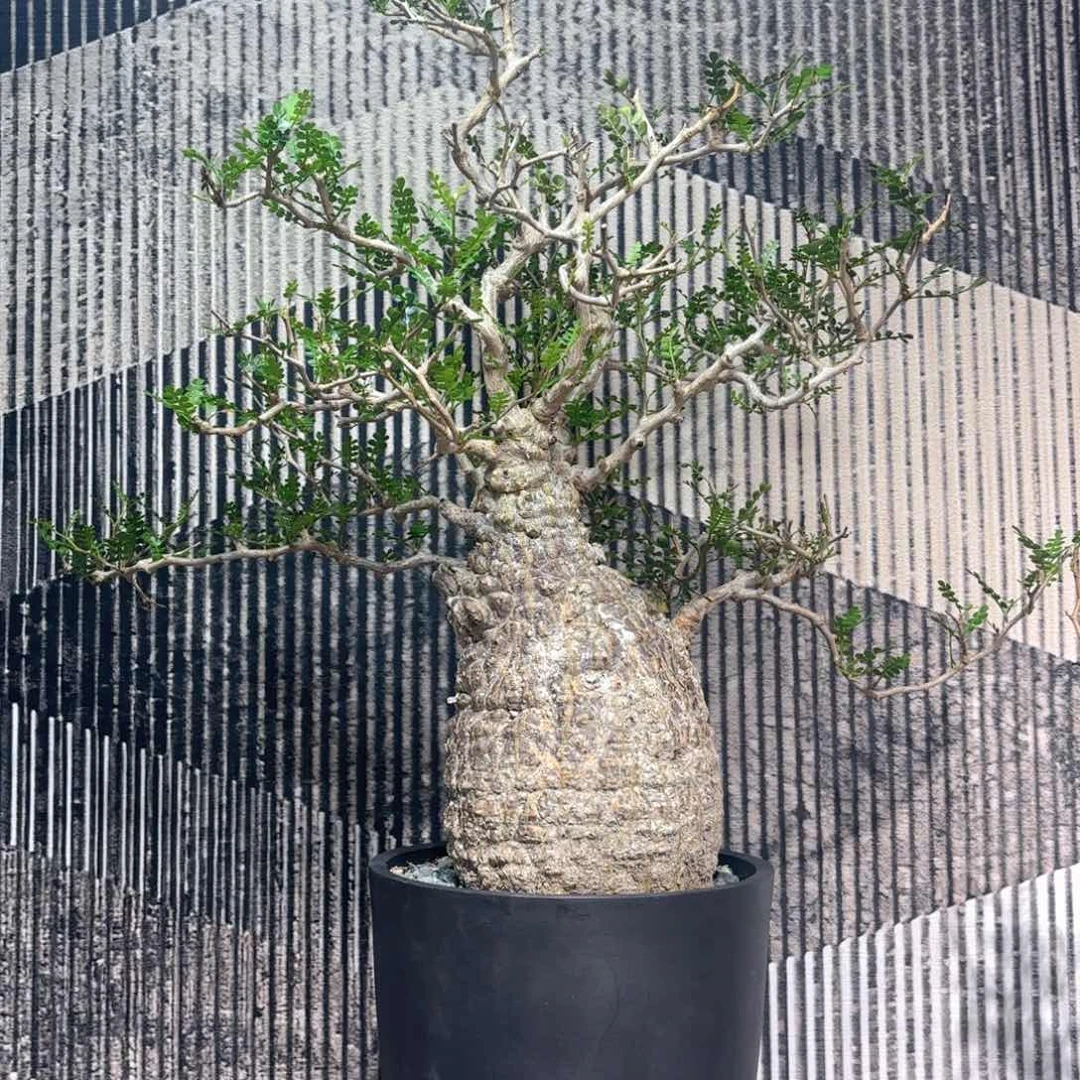 当前无花朵，栽培后可花朵象足漆