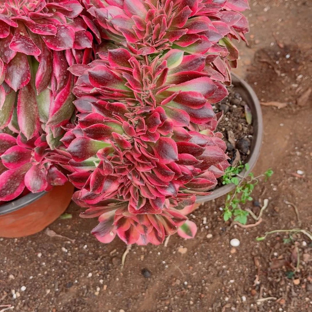 多肉植物557洛神