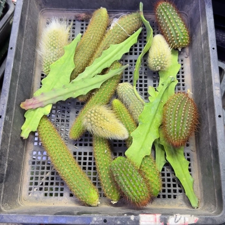 336无根侧牙2个品种3公分左右斑