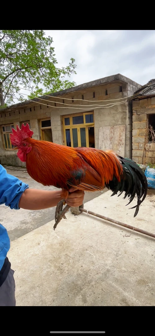 【直播间改价】农家散养土鸡整鸡 顺丰包邮