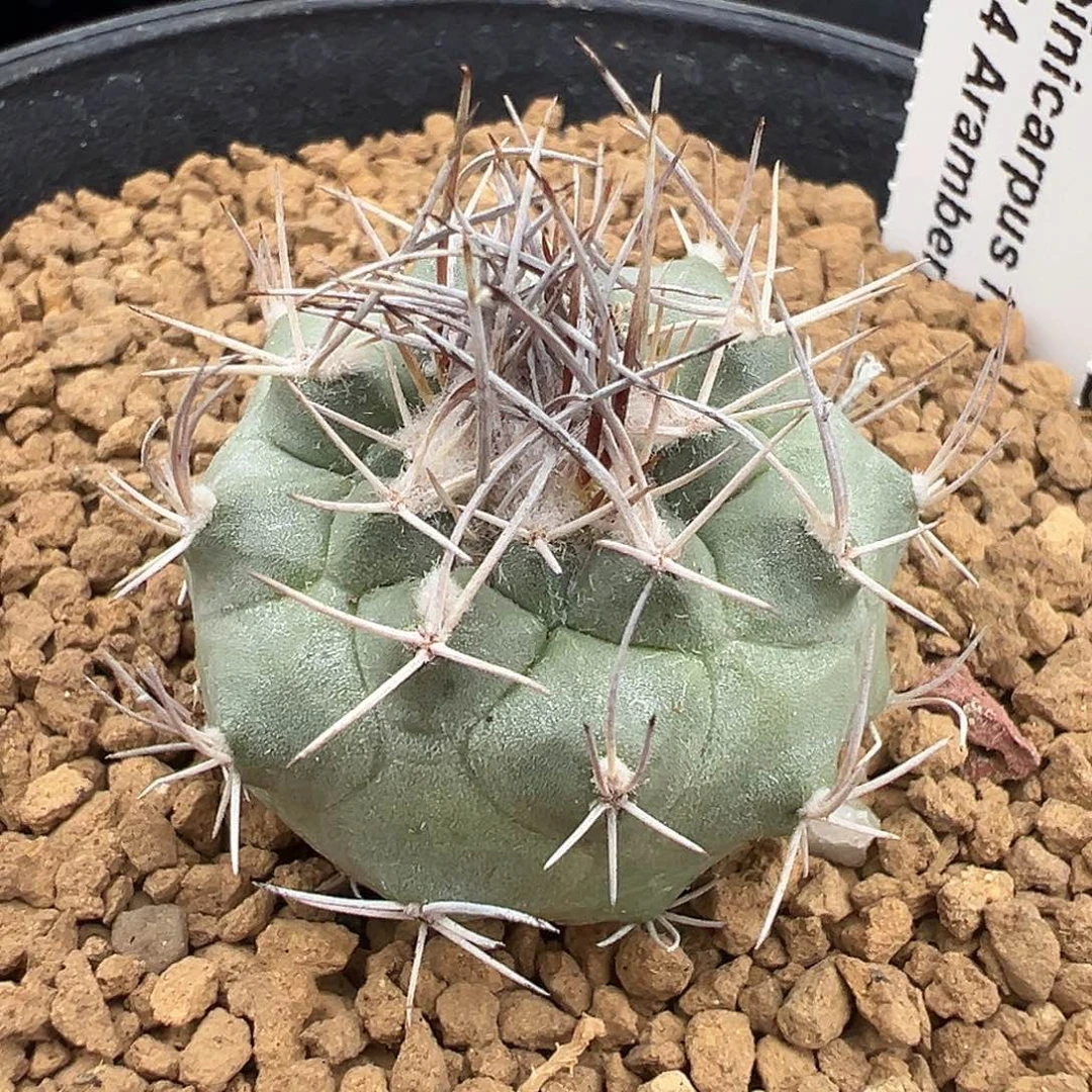 戎***意仙人球7598实生专拍