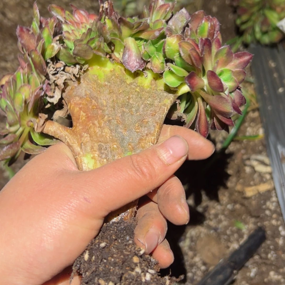 684 号多肉植物法师新年福利