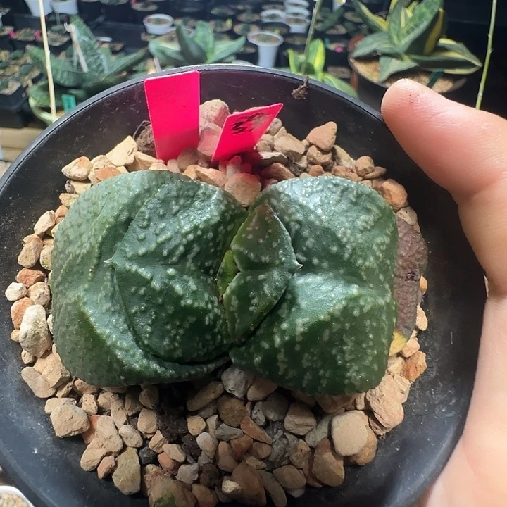 宽短厚隆骨白釉卧牛