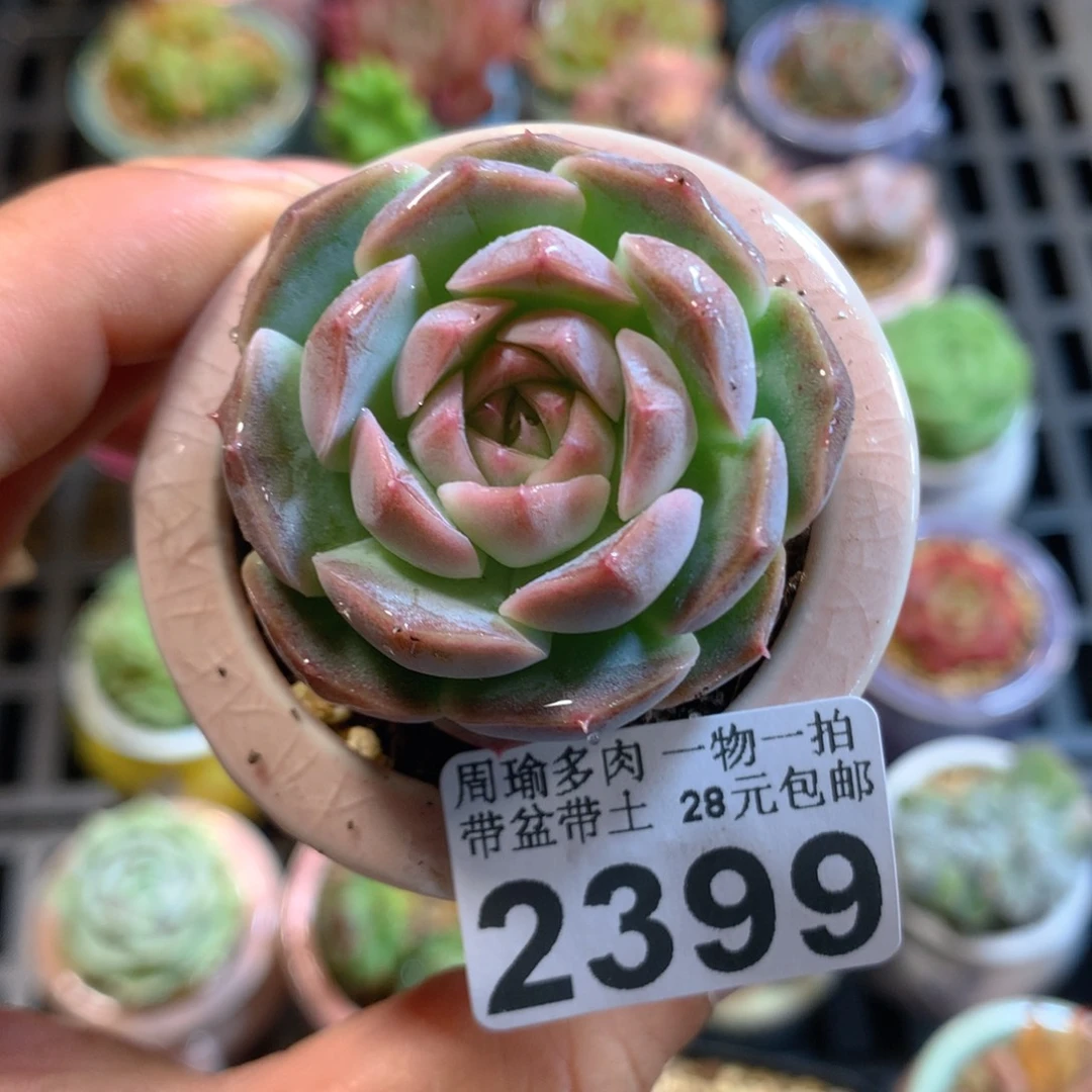 精控多肉植物2399