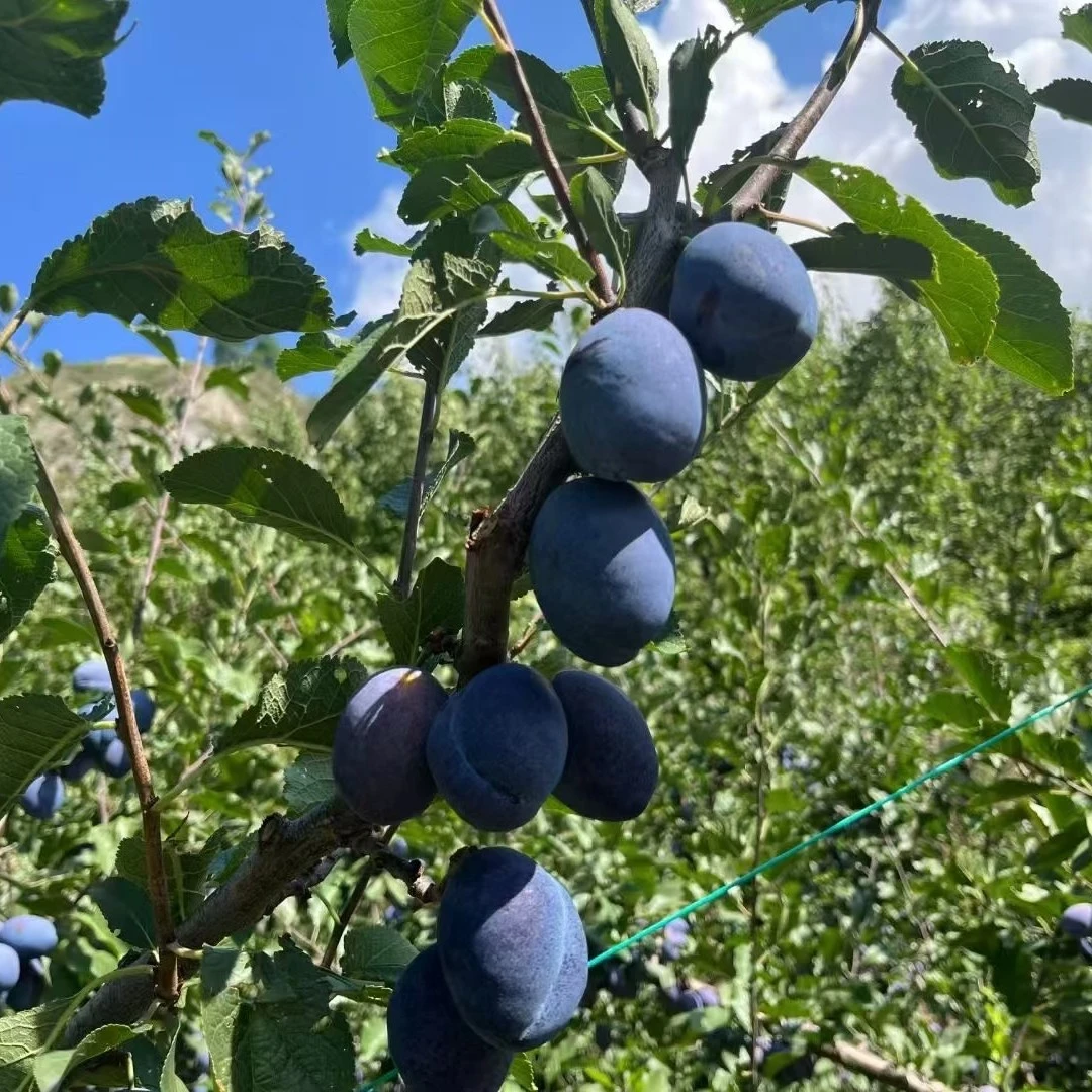 新鲜应季现摘大西梅产地直发酸甜可口水果