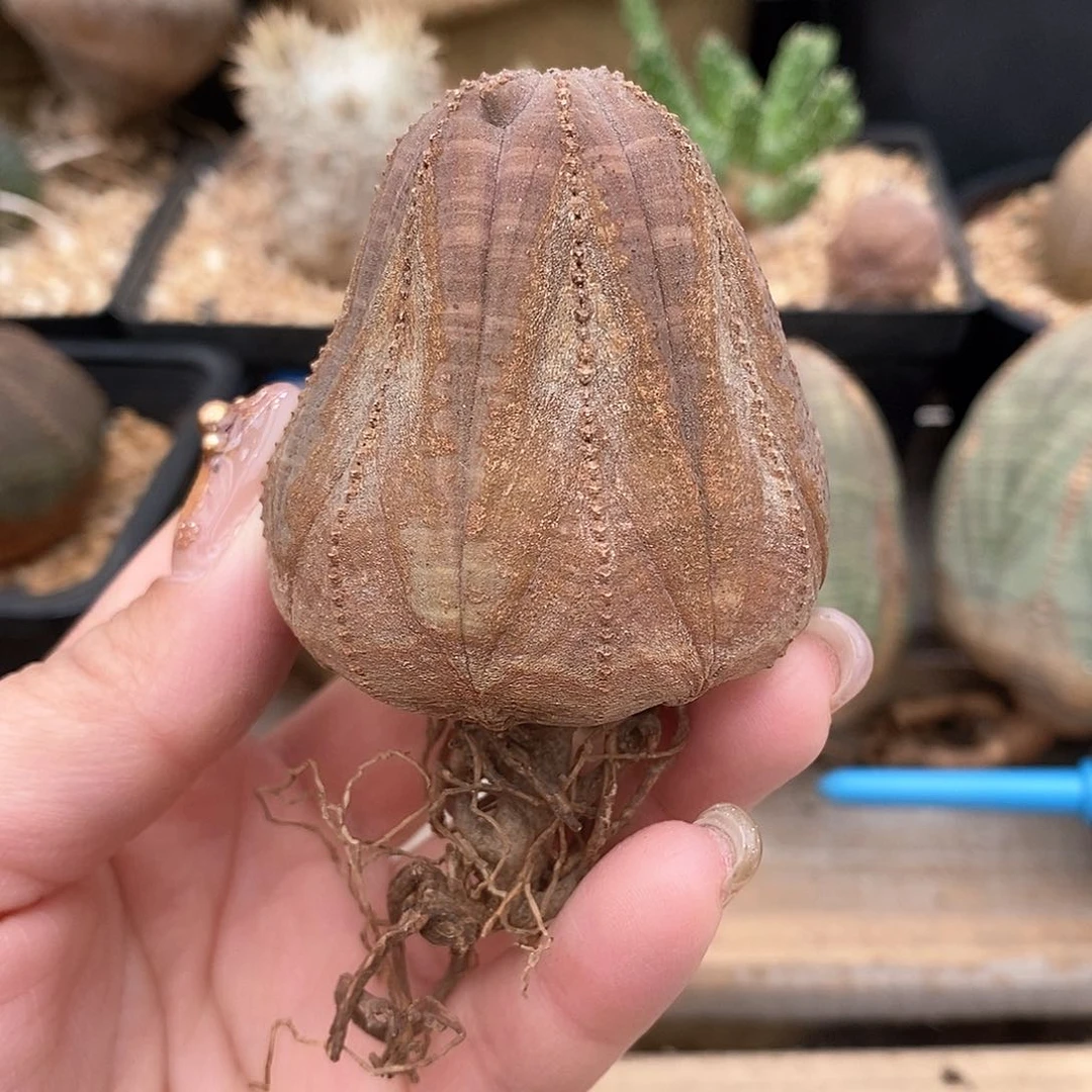 欧系实生布纹球多肉植物